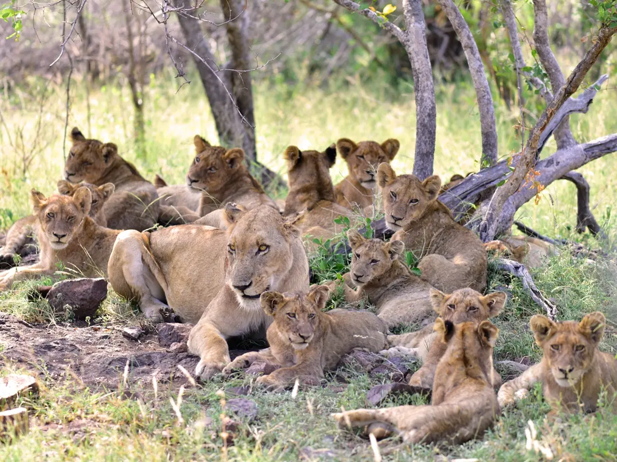 A pride of lions rests in the Serengeti, reminding us of Africa’s endangered species on World Wildlife Conservation Day.