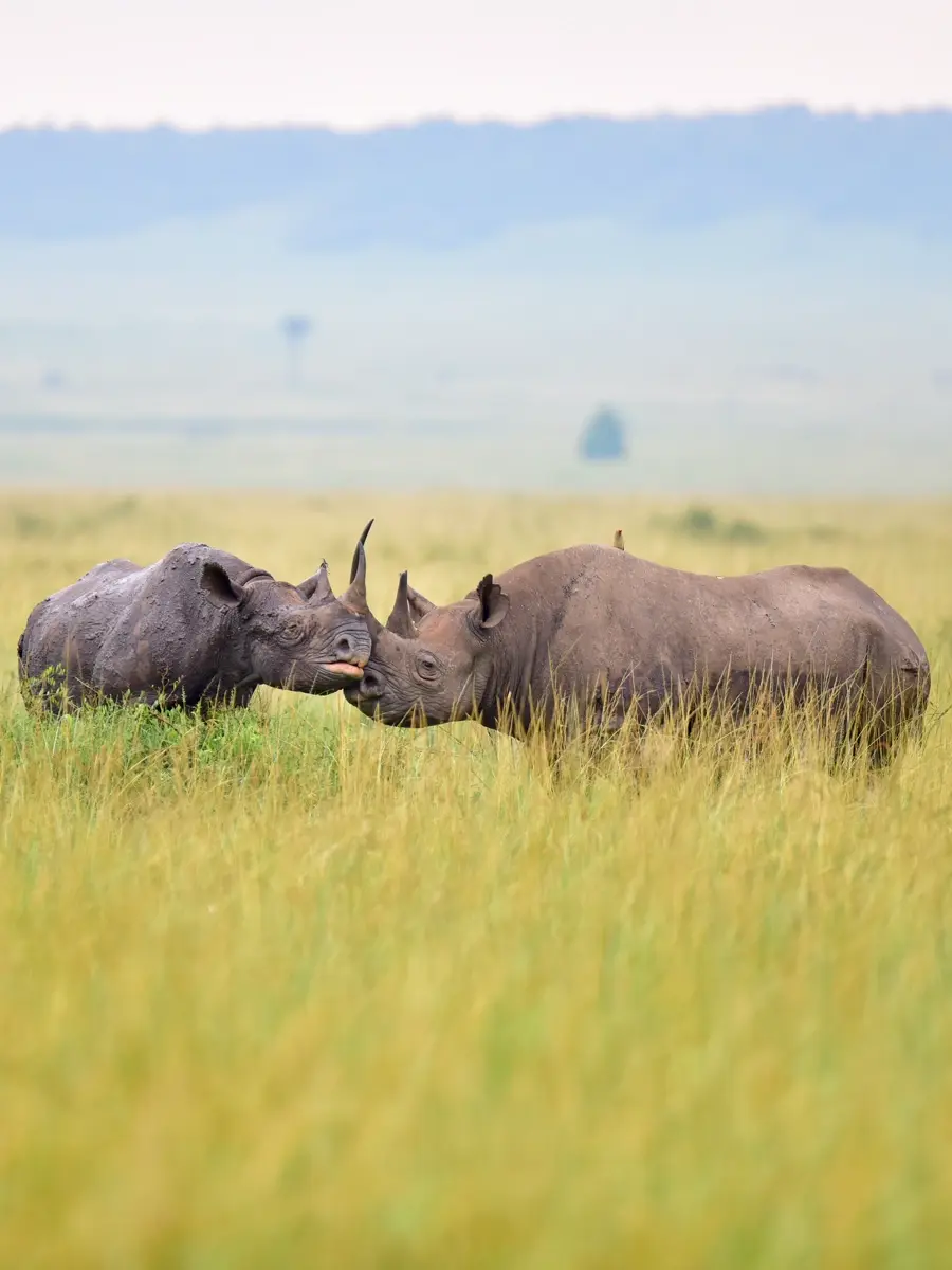 Rhinos graze in the Serengeti’s savannah, highlighting endangered species and wildlife conservation in Africa.