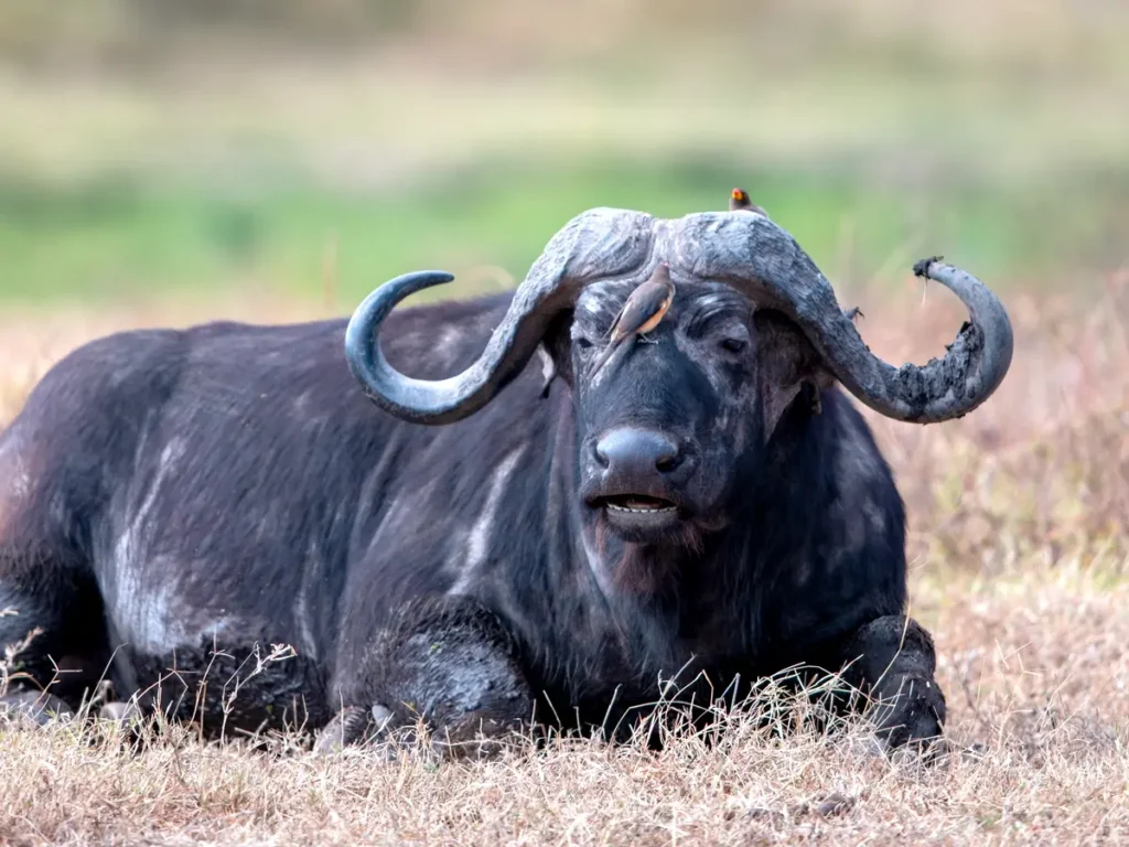 A cape buffalo resting on golden grasslands in the Serengeti National Park during a wildlife safari in Africa.