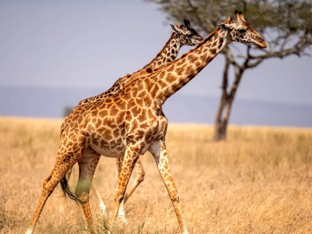 Two Masai giraffes, one of the must-see animals in the Serengeti National Park, walking across golden African savannahs.