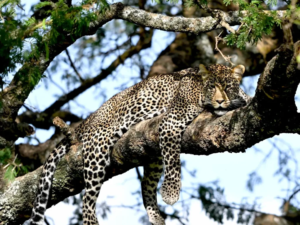 A leopard, a member of the Serengeti’s Big Five animals, resting on a tree branch during a luxury African safari.
