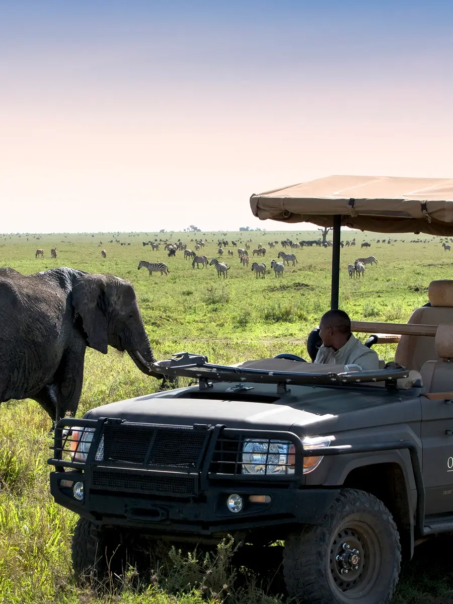 An elephant approaches a safari vehicle in the Serengeti, with zebras and wildebeest scattered across the African savannah during a luxury safari in Tanzania.