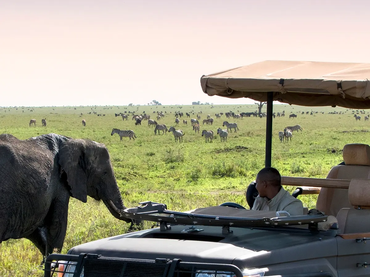 An elephant approaches a safari vehicle in the Serengeti, with zebras and wildebeest scattered across the African savannah during a luxury safari in Tanzania.