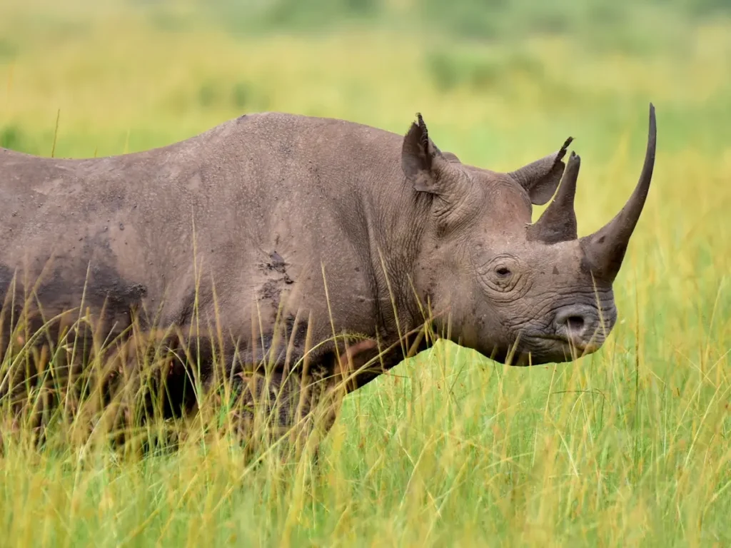 A black rhinoceros in Serengeti grassland, highlighting one of Africa’s most endangered wildlife sightings on a Tanzania safari.