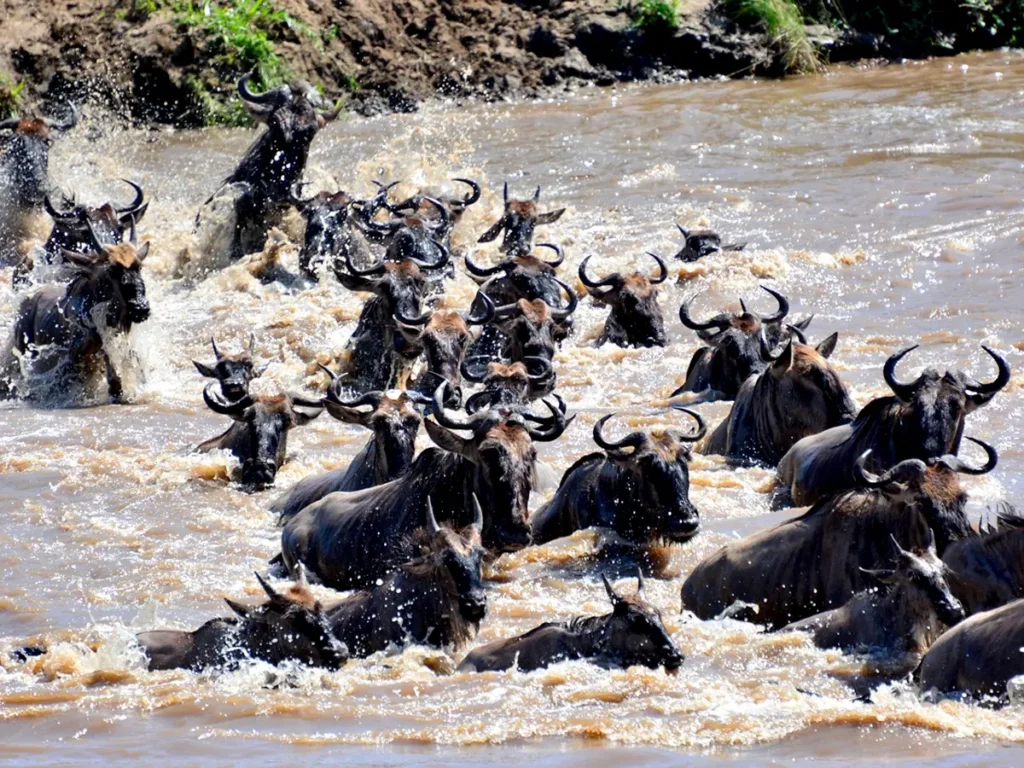 Wildebeest herd crossing a turbulent river in the Serengeti during the Great Migration. 