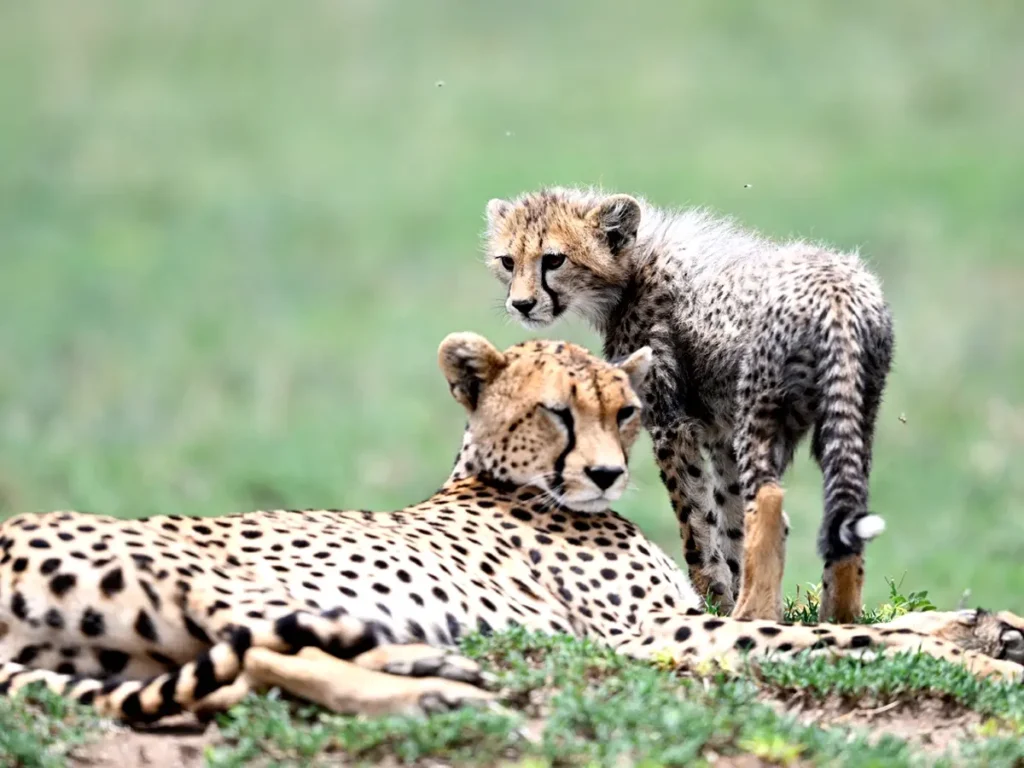 A mother cheetah, one of the Serengeti’s Big Cats member, lying on the African grasslands with her cub standing beside her.