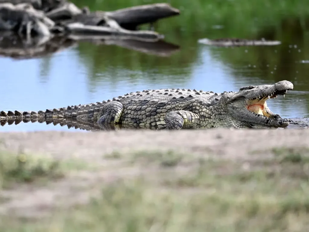 A Nile crocodile basking on the riverbank in Serengeti National Park showcasing Tanzania safari sight tied to river crossings and predator-prey action.