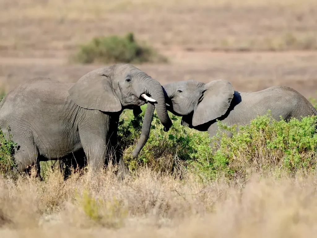 Two African elephants stand on the golden grassland of the Serengeti, loving each other during an African wildlife safari.