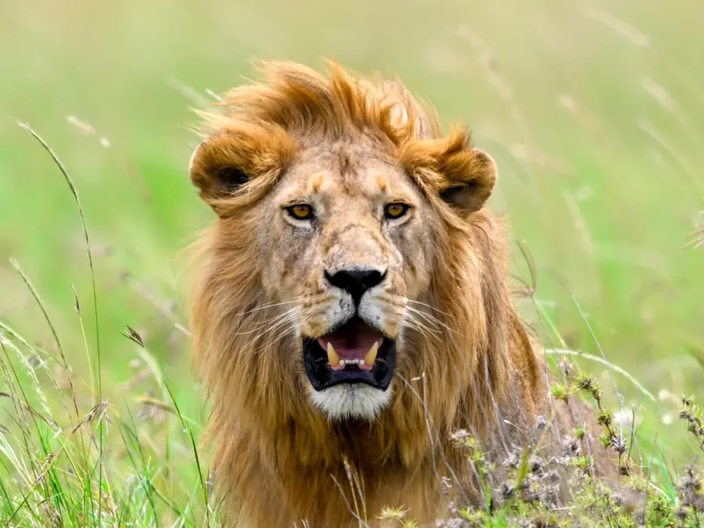Close-up of a male lion, the must-see safari animal in the Serengeti, surrounded by African grassland.