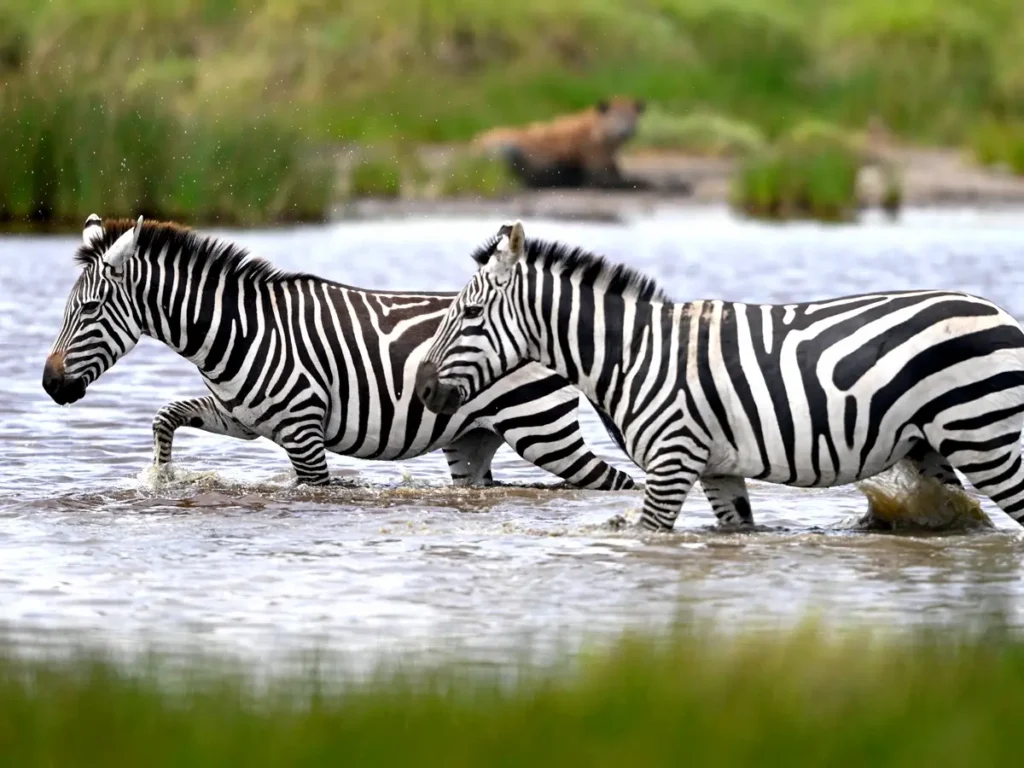Two Grant’s zebras crossing s shallow Serengeti river during the Great migration season on an African safari.