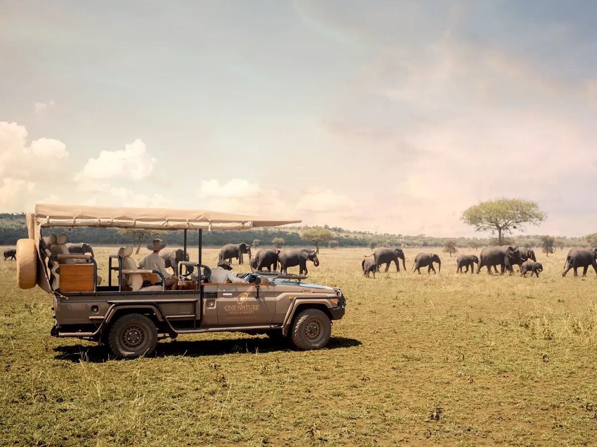 A guest in a safari vehicle watching elephant herds on the Serengeti savannah.