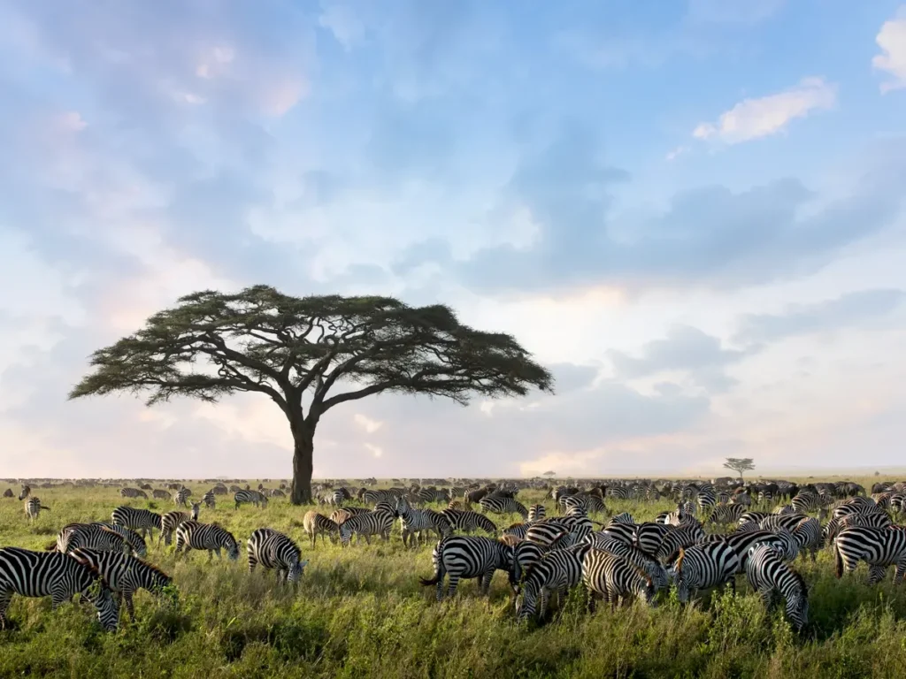 An acacia tree with zebra herds grazing on the Serengeti’s endless plains | One Nature