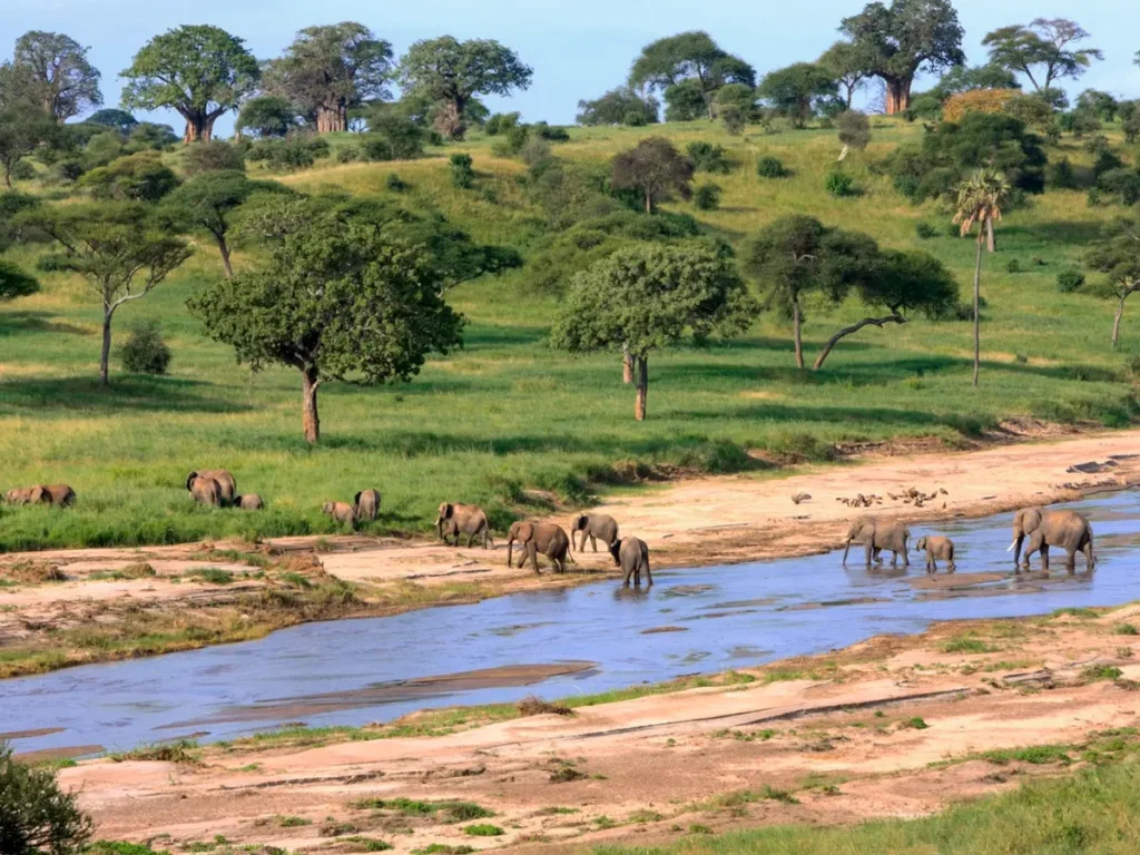 An African elephant herd crossing a water channel in Serengeti National Park | One Nature