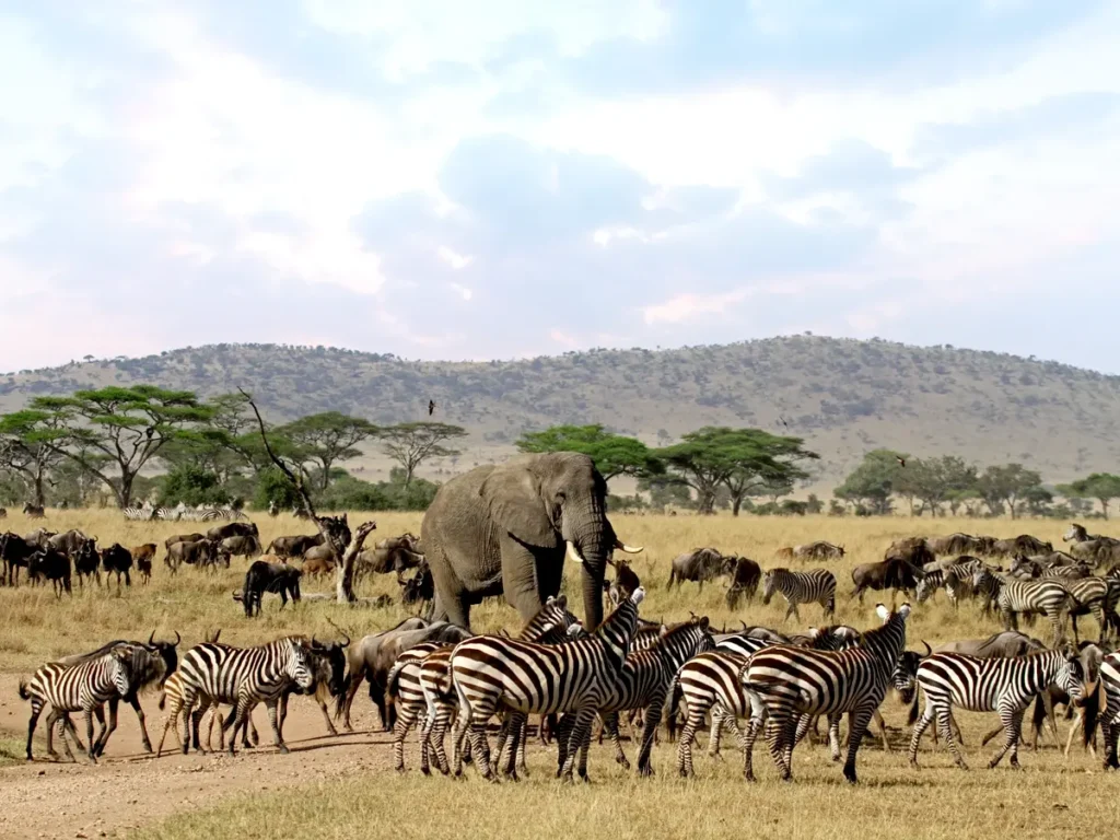 Herds of zebras, wildebeest and an elephant in Serengeti National Park | One Nature